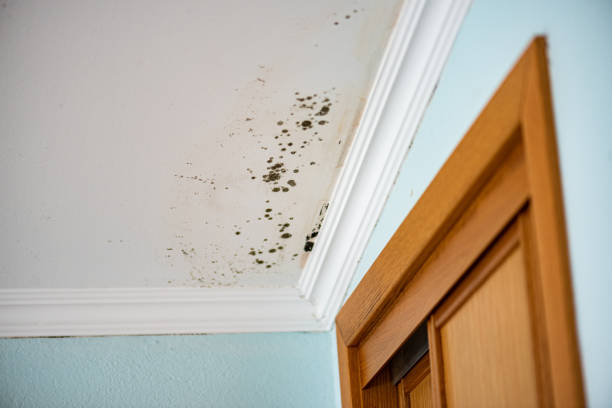 Best Crawl Space Mold Removal  in South Gull Lake, MI