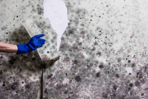 Best Residential Mold Removal  in South Gull Lake, MI