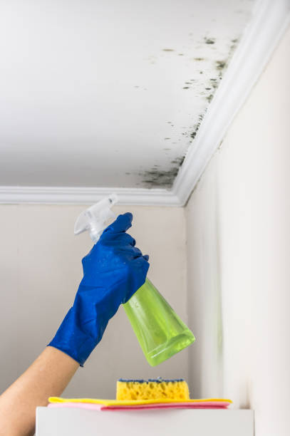 Best Mold Testing  in South Gull Lake, MI